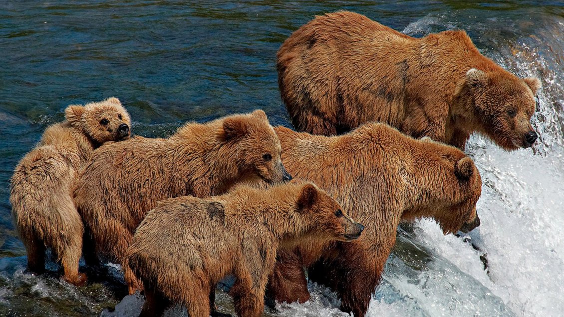 Download Wallpaper Brown bears family in a river - Wild animals