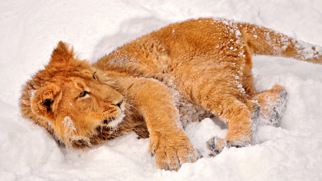 Download Wallpaper The sweet little lion plays in the snow