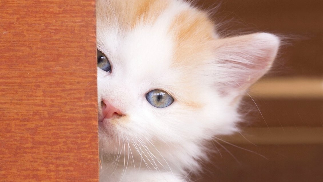 Download Wallpaper Sweet white kitty - Beautiful kitty eyes
