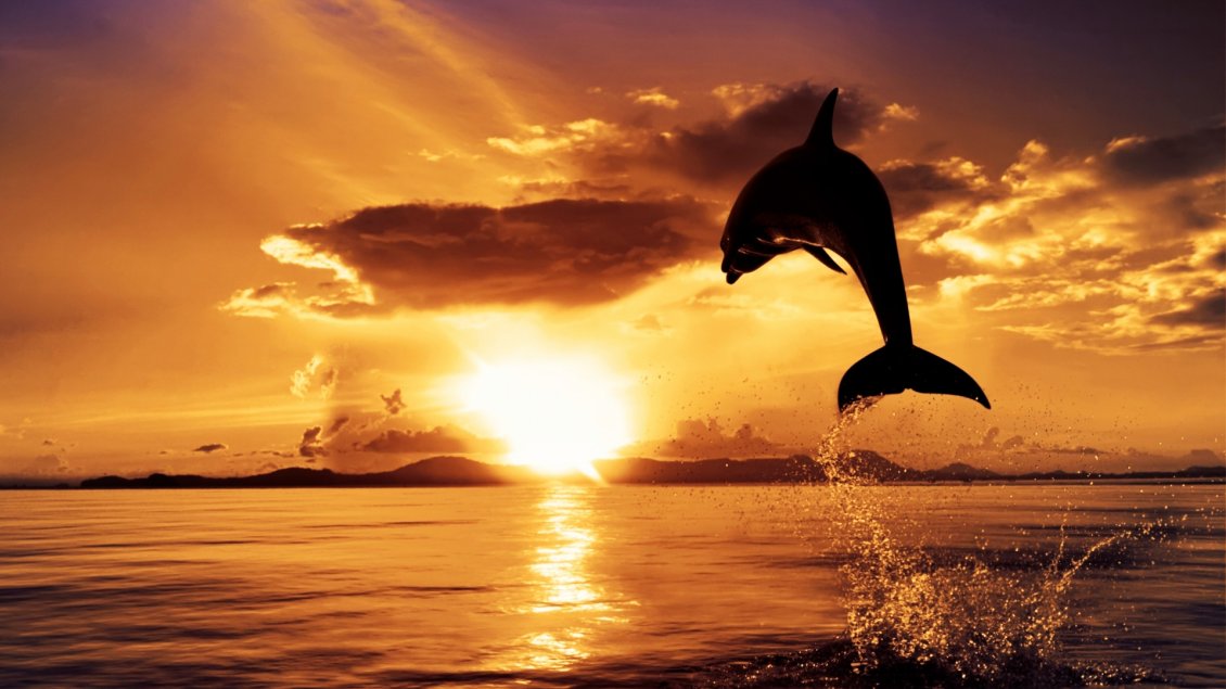 Download Wallpaper A dolphin in the air in light of sunset