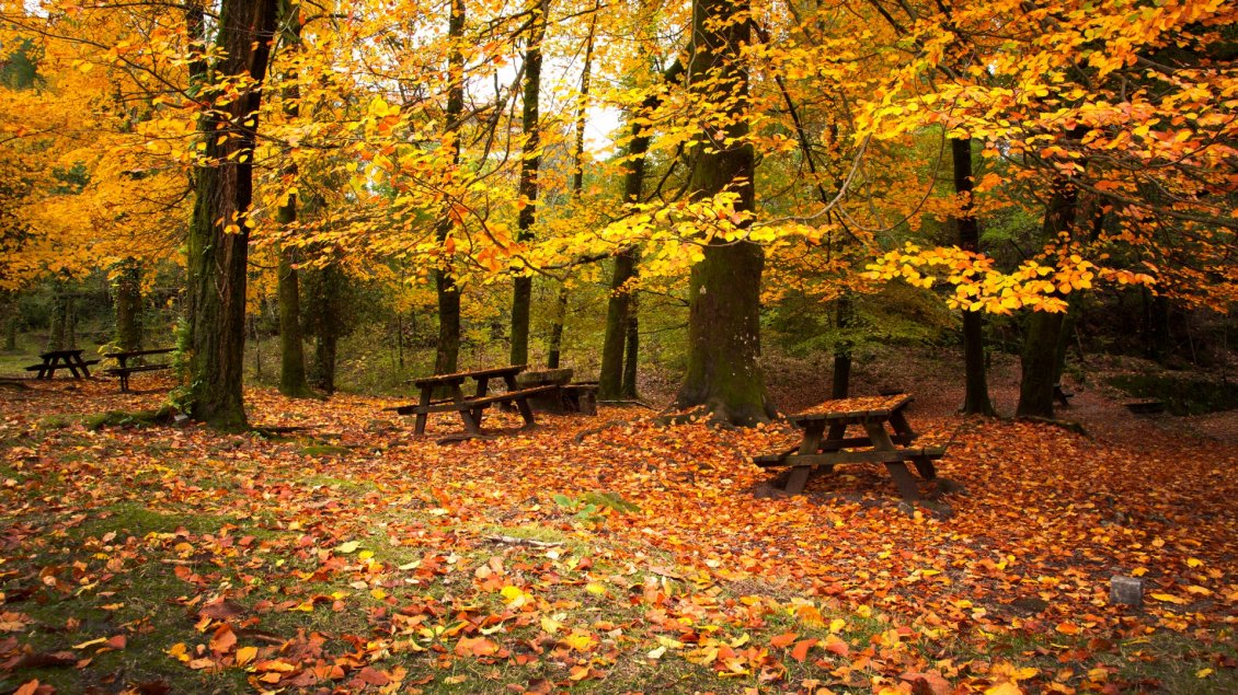 Download Wallpaper Many leaves falling down in the park