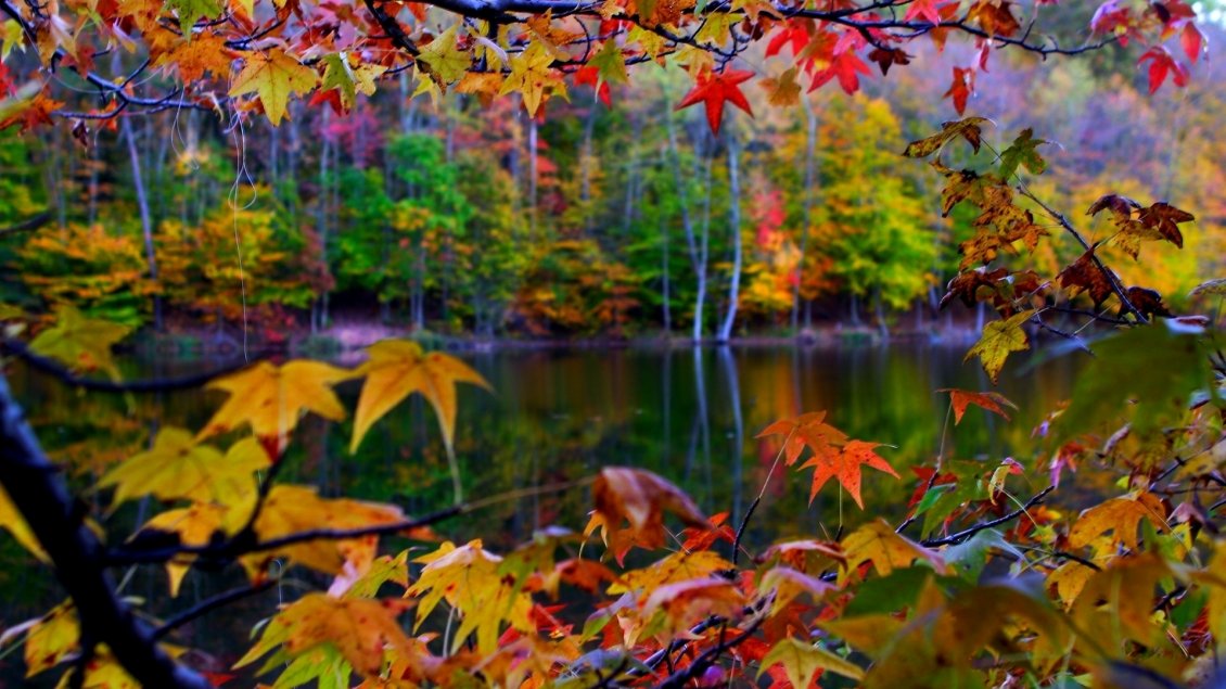 Download Wallpaper Beautiful autumn landscape in the colorful forest