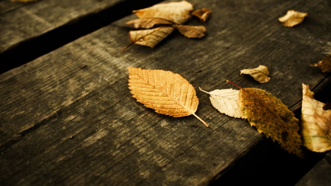 Download Wallpaper Autumn leaves on the bench of wood - HD wallpaper