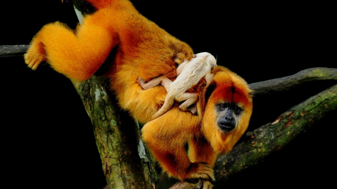 Download Wallpaper Monkeys play through tree branches - Animals wallpaper