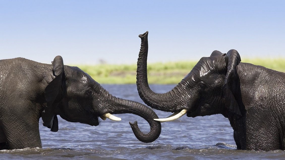 Download Wallpaper Two elephants talking in water - Wild animals