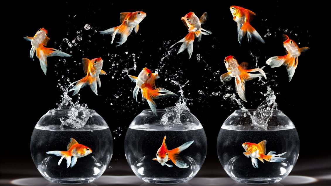 Download Wallpaper Many fish in the air and three aquariums