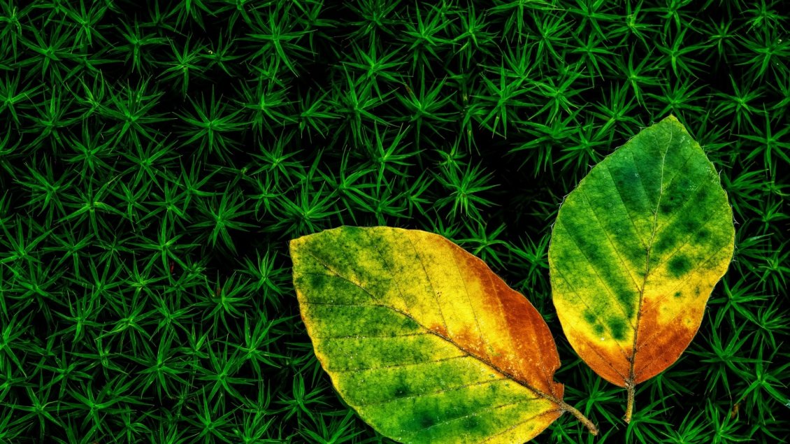 Download Wallpaper Two colorful leaves in the green grass