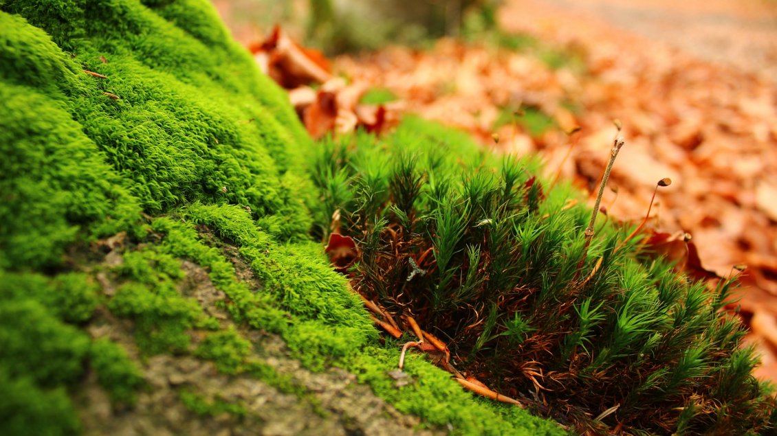 Download Wallpaper Amazing green moss - HD nature wallpaper