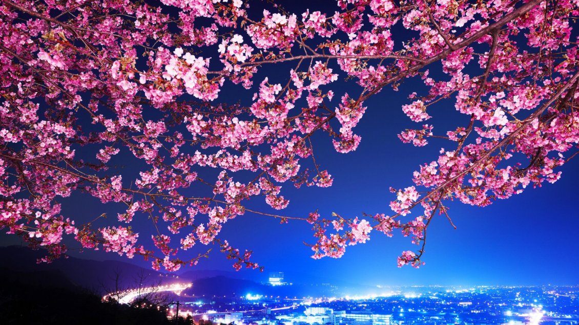 Download Wallpaper Pink flowers on branches - Cherry blossom
