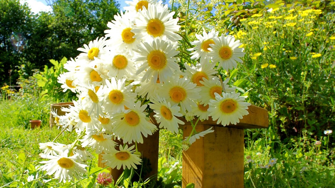 Download Wallpaper White Chamomile Bouquet on a stool