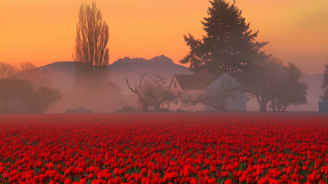 Download Wallpaper A stunning landscape with a red tulips field