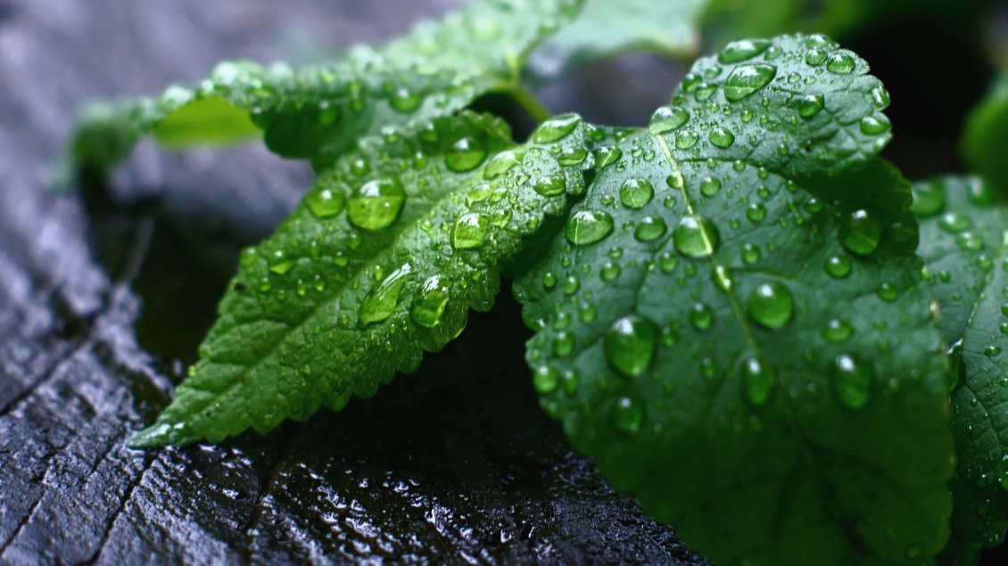 Download Wallpaper Green mint leaves with water drops