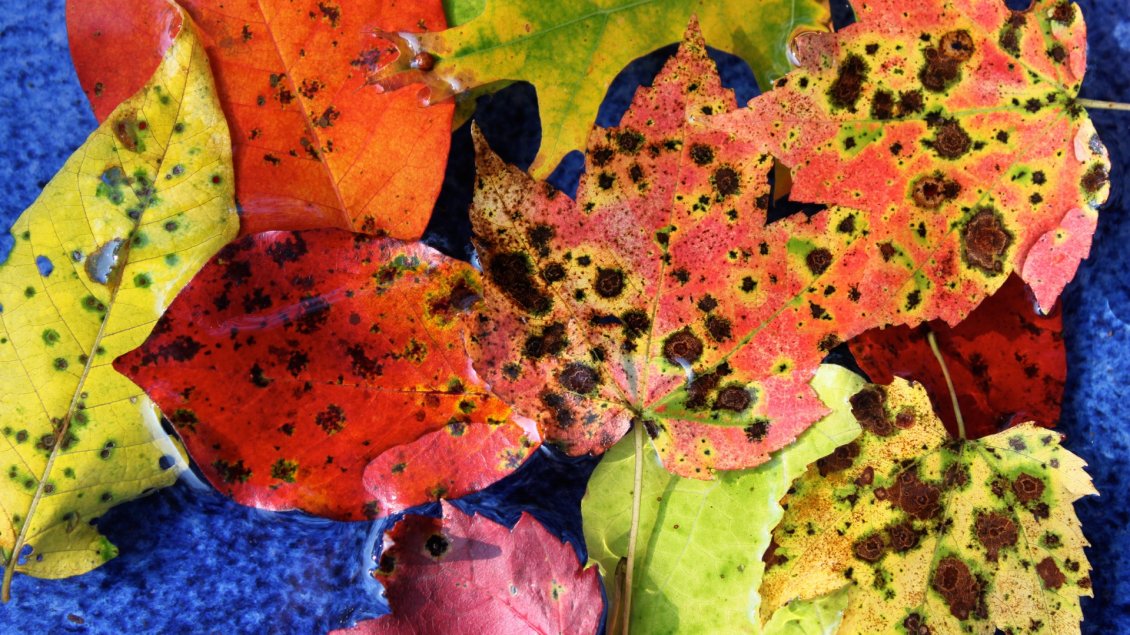 Download Wallpaper Colorful leaves with brown stains - Autumn wallpaper