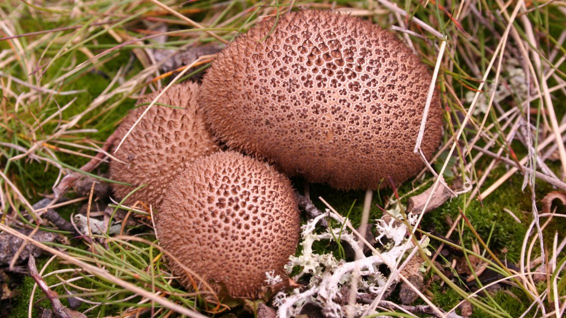 Download Wallpaper Three umber brown puffball in grass