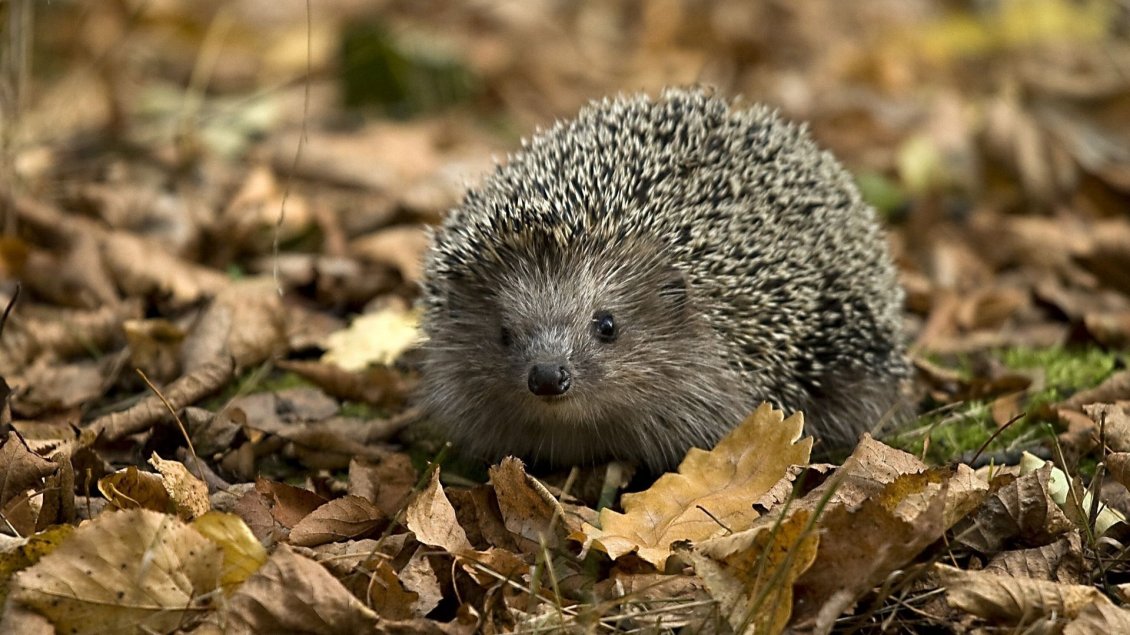 Download Wallpaper Little hedgehog between the dry leaves on grass