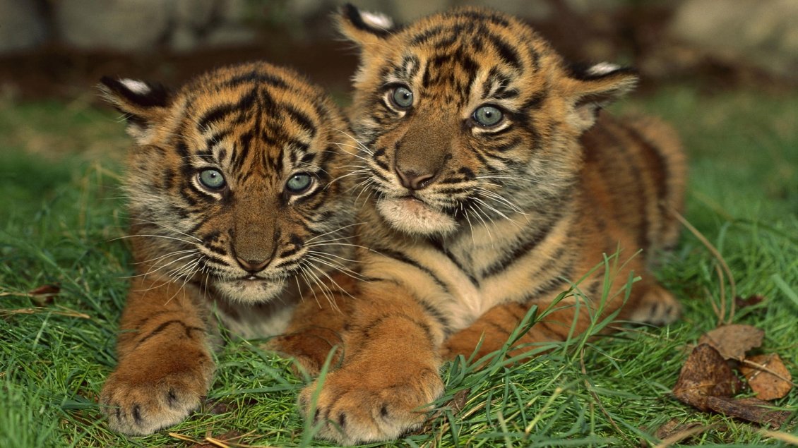 Download Wallpaper Two sweet young tigers on green grass