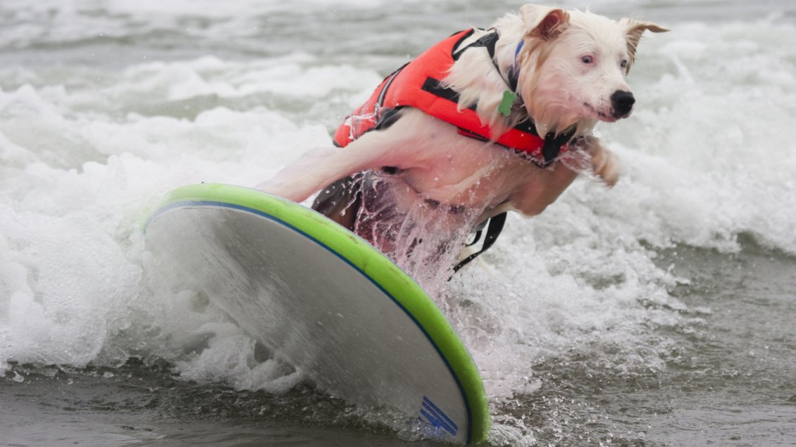 Download Wallpaper A cute white dog with jacket surfing on sea