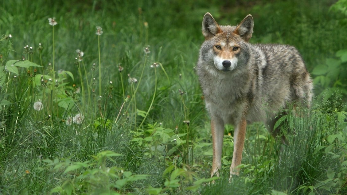 Download Wallpaper Lonely gray and brown wolf in the green grass
