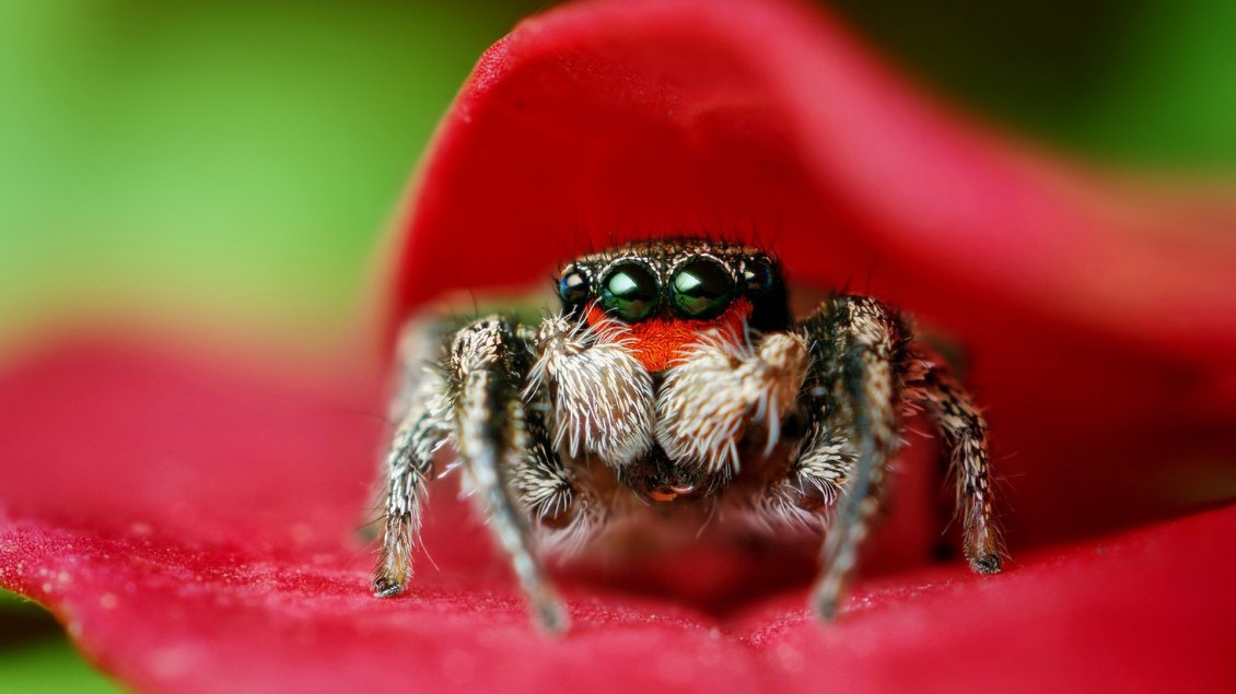 Download Wallpaper Macro spider on a red petal - HD wallpaper