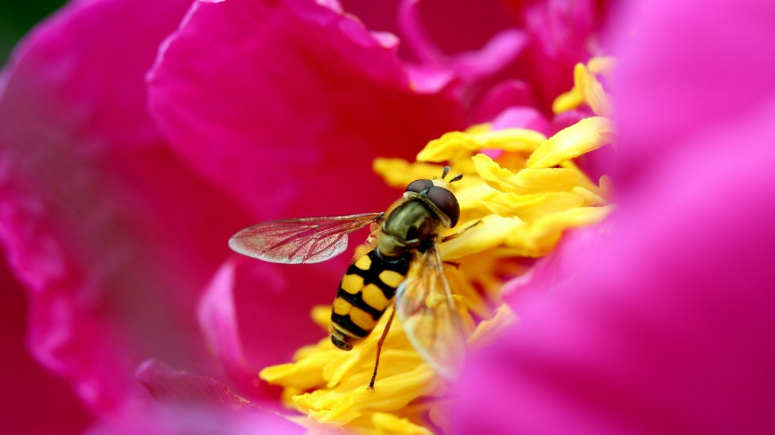 Download Wallpaper Bee collects pollen from a pink flower