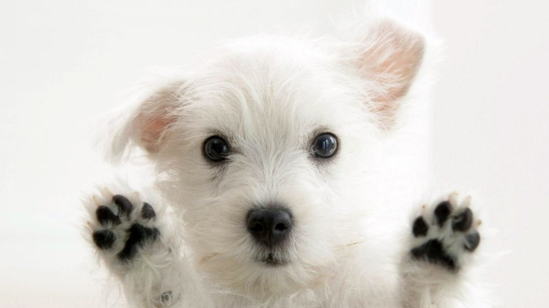 Download Wallpaper Very sweet white puppy - HD animal wallpaper