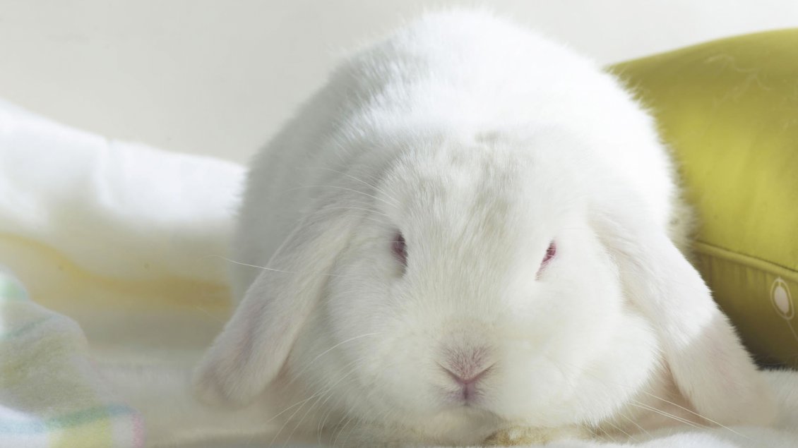 Download Wallpaper Cute white bunny - The clean animal