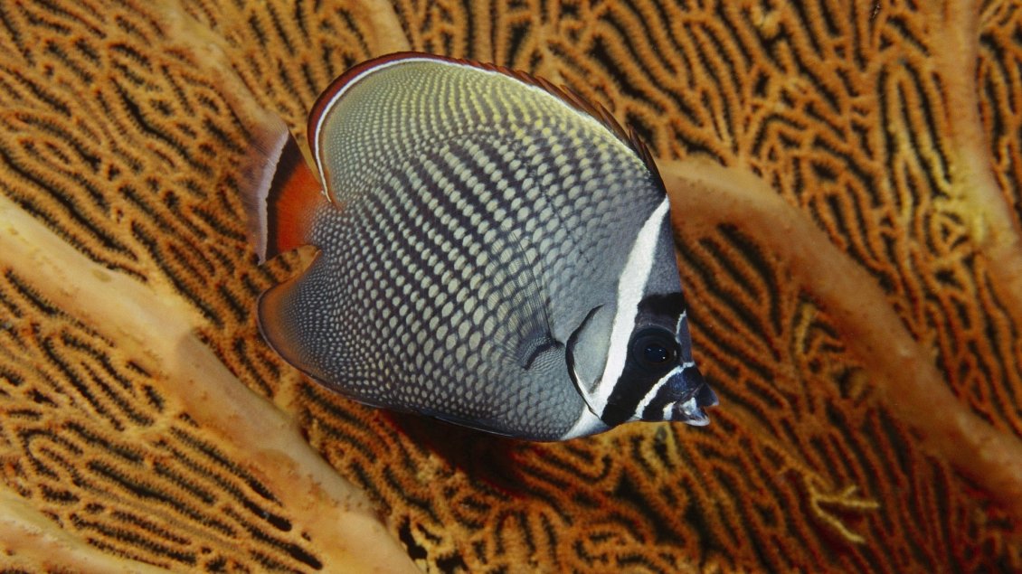 Download Wallpaper A beautiful gray fish with orange tail, between algae