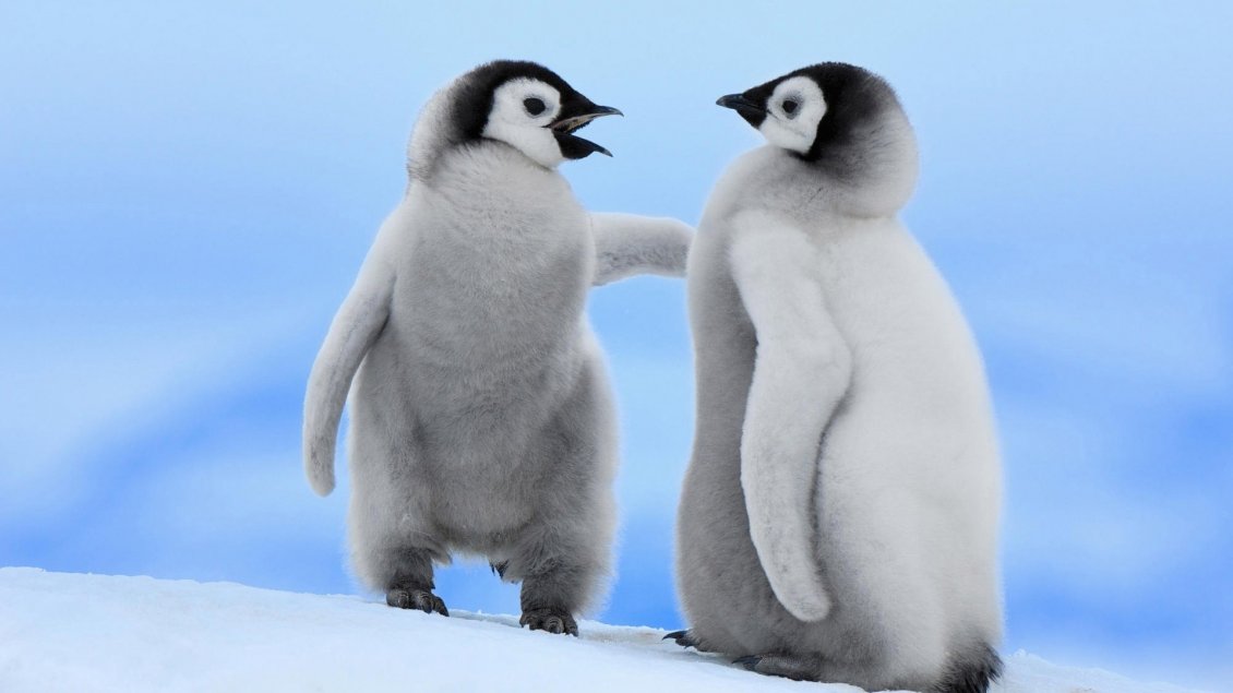 Download Wallpaper Very cute white penguins with black head