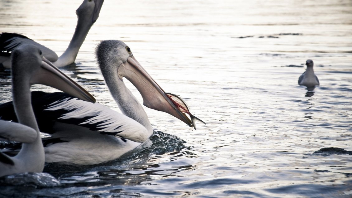 Download Wallpaper Feeding time for pelicans - Birds on water