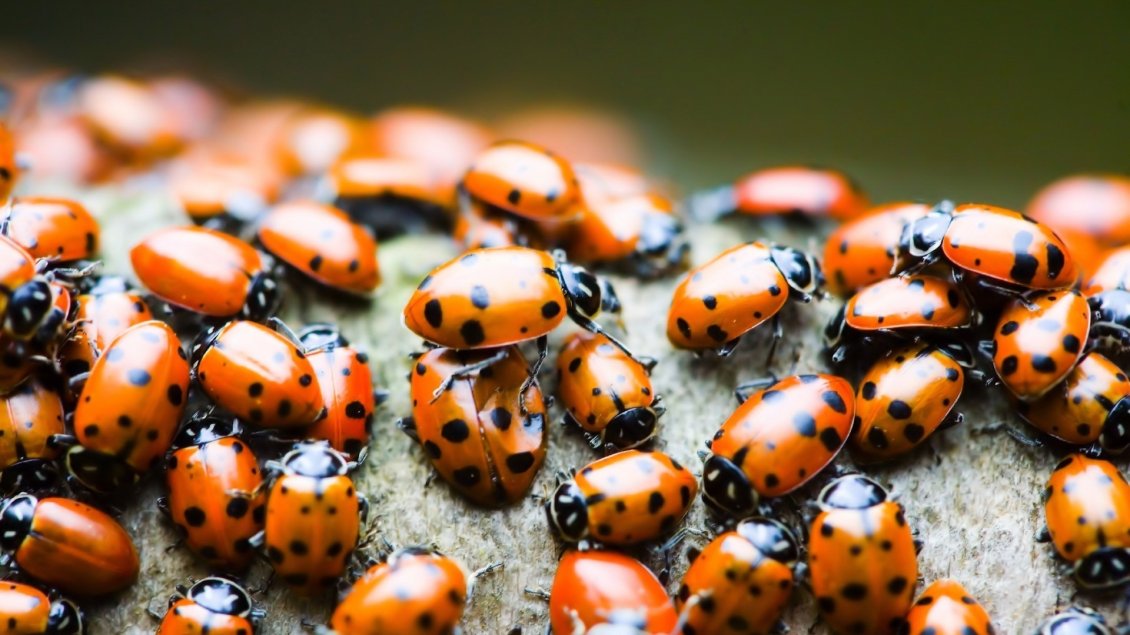 Download Wallpaper A lot of orange ladybugs - Insects wallpaper