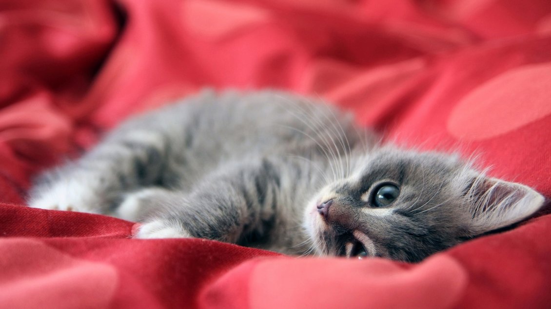 Download Wallpaper Gray kitten in a red bed - Sweet kitten wallpaper