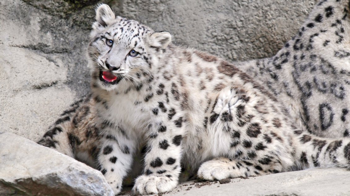 Download Wallpaper Gorgeous snow leopard - Wild animals