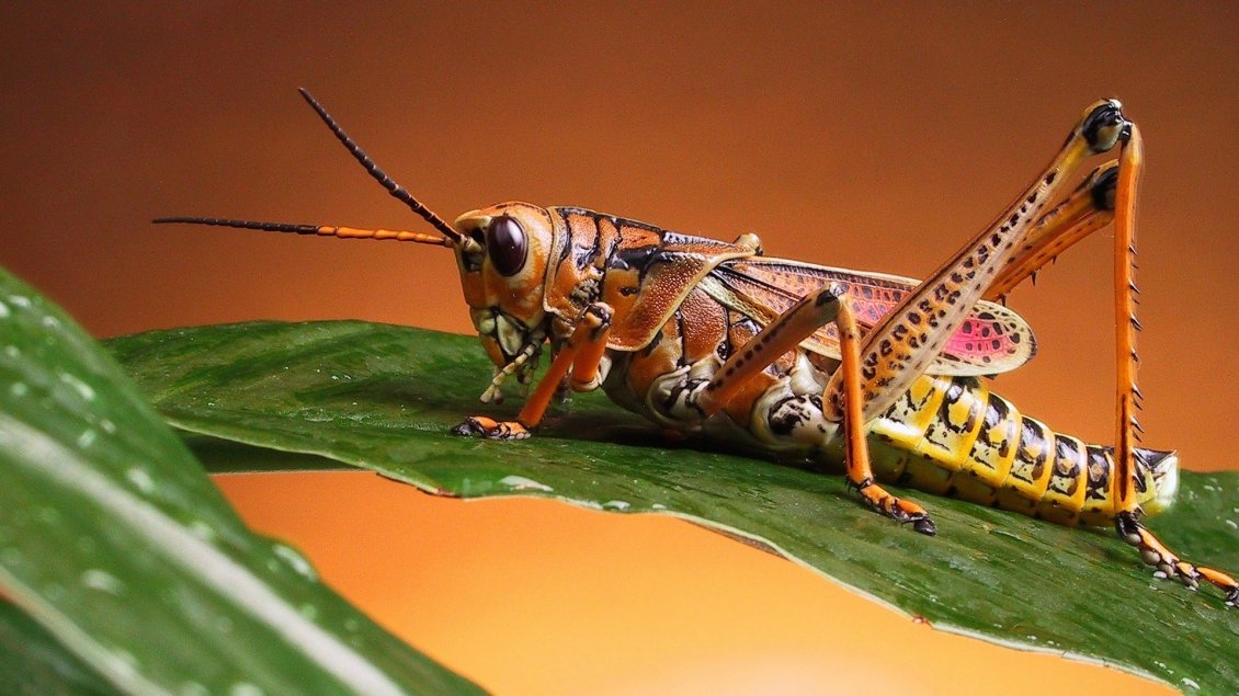 Download Wallpaper Beautiful colored locust insect on a green leaf