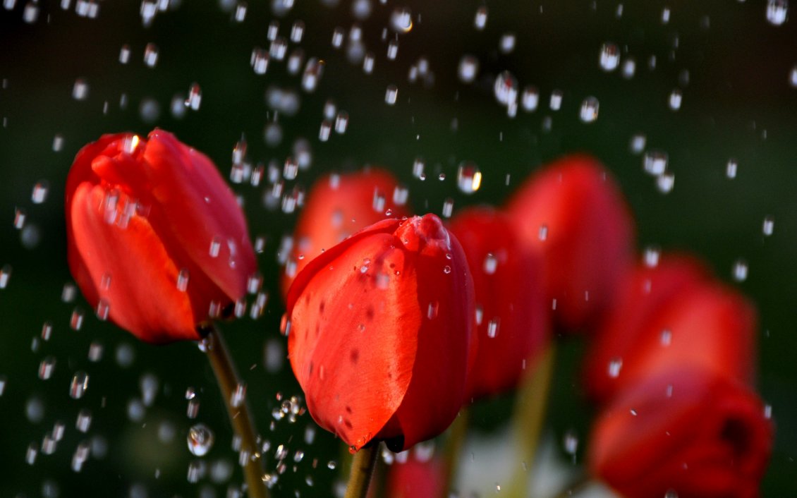 Download Wallpaper Beautiful red tulips in the rain - HD Rain drops