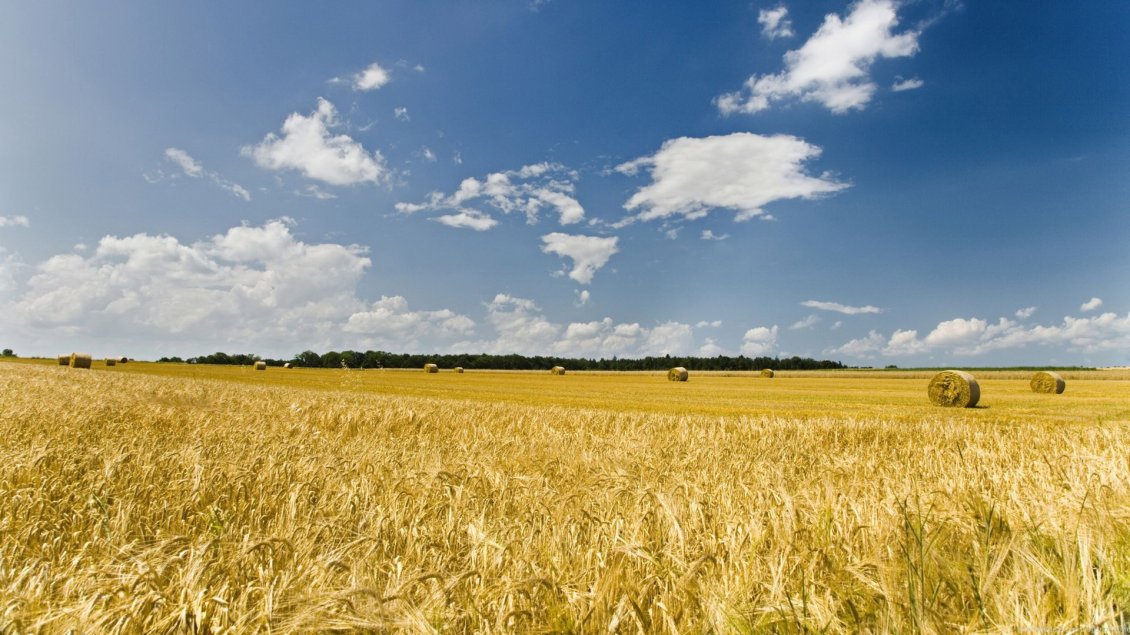 Download Wallpaper Wheat field in autumn - HD wallpaper