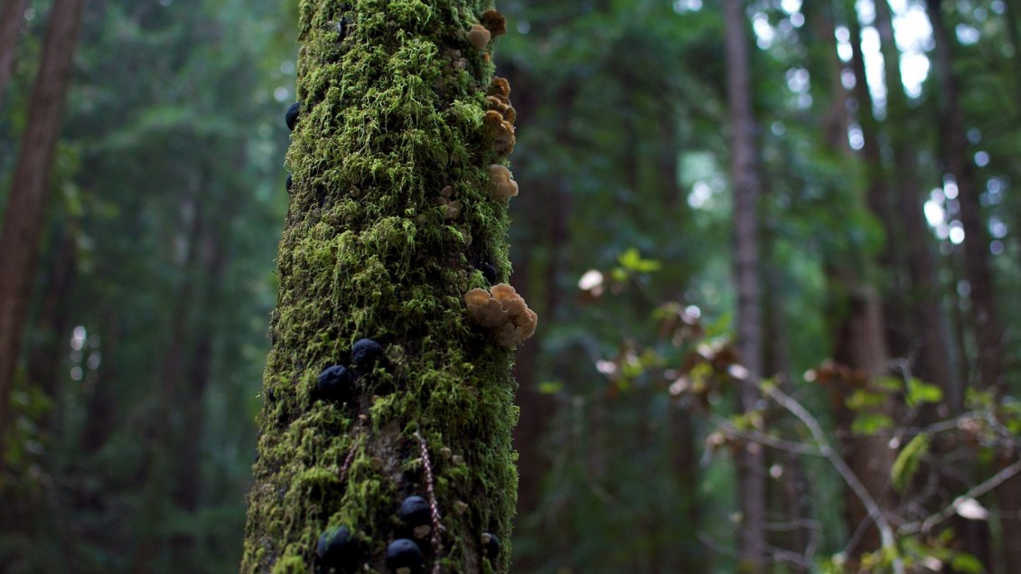 Download Wallpaper Mushrooms and moss on the tree trunk