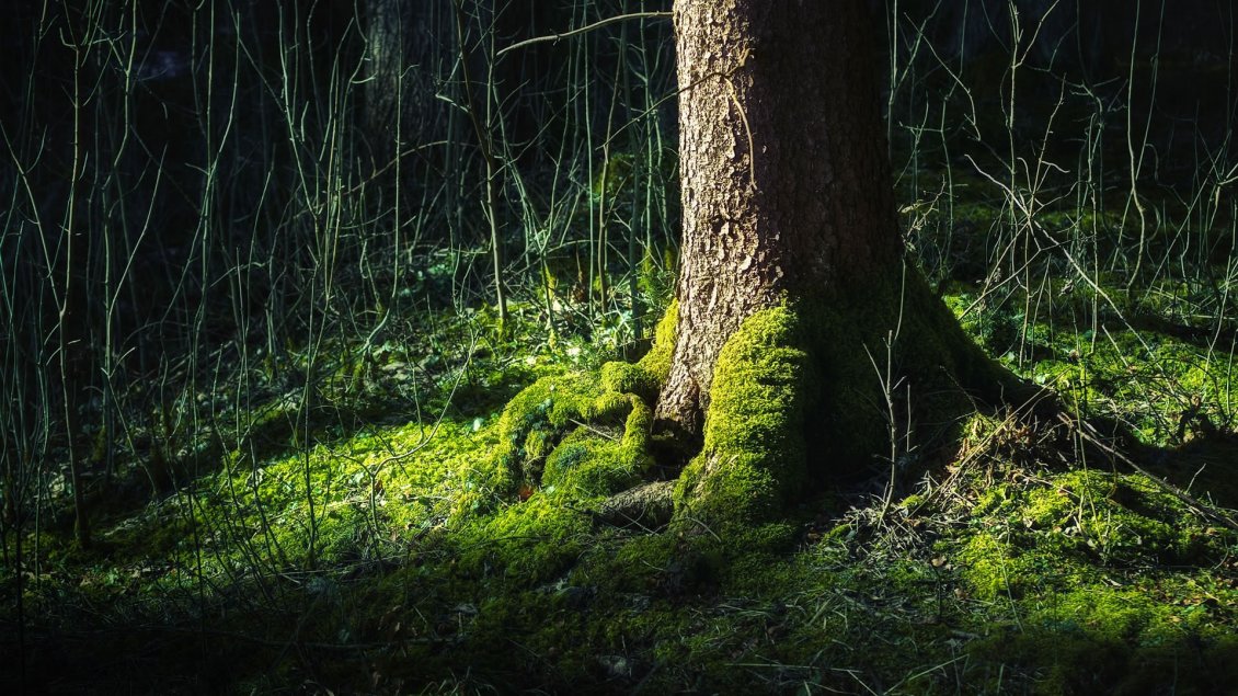 Download Wallpaper Tree trunk surrounded by green moss