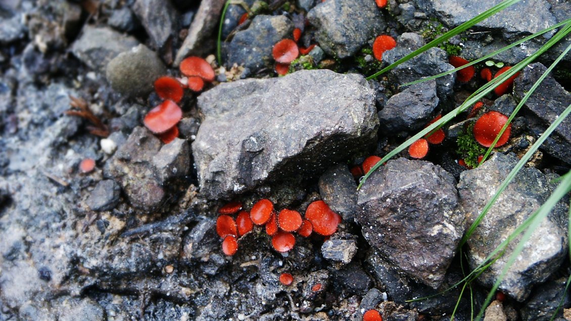 Download Wallpaper Many red mushrooms between stones
