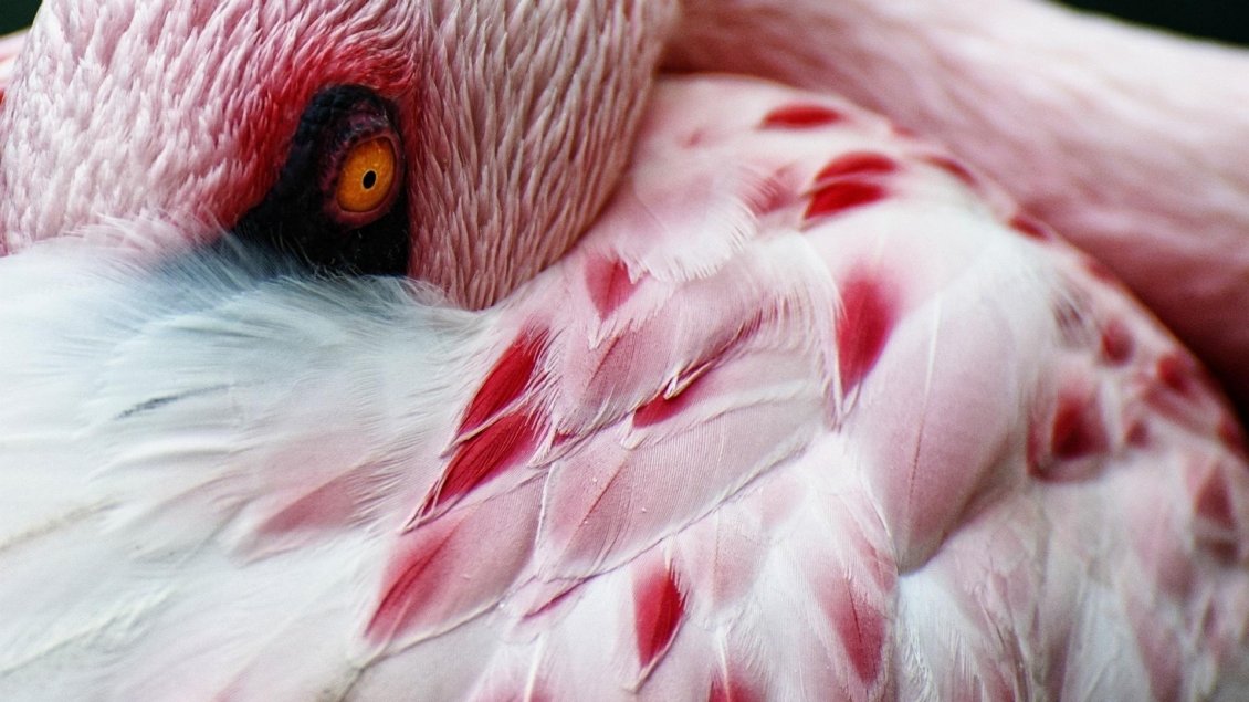 Download Wallpaper White and red flamingo bird
