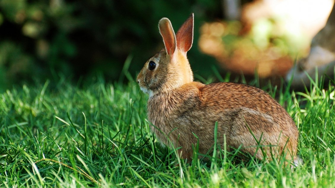 Download Wallpaper Brown hare in the green grass - Wild animal