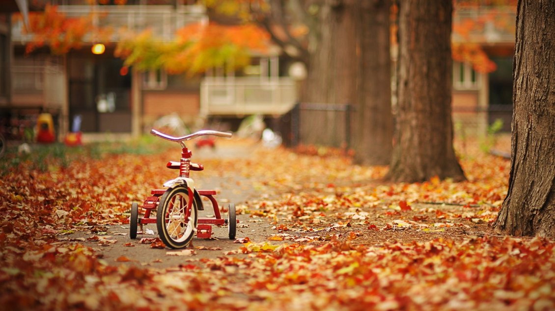 Download Wallpaper Special childhood - bike in the park on Autumn