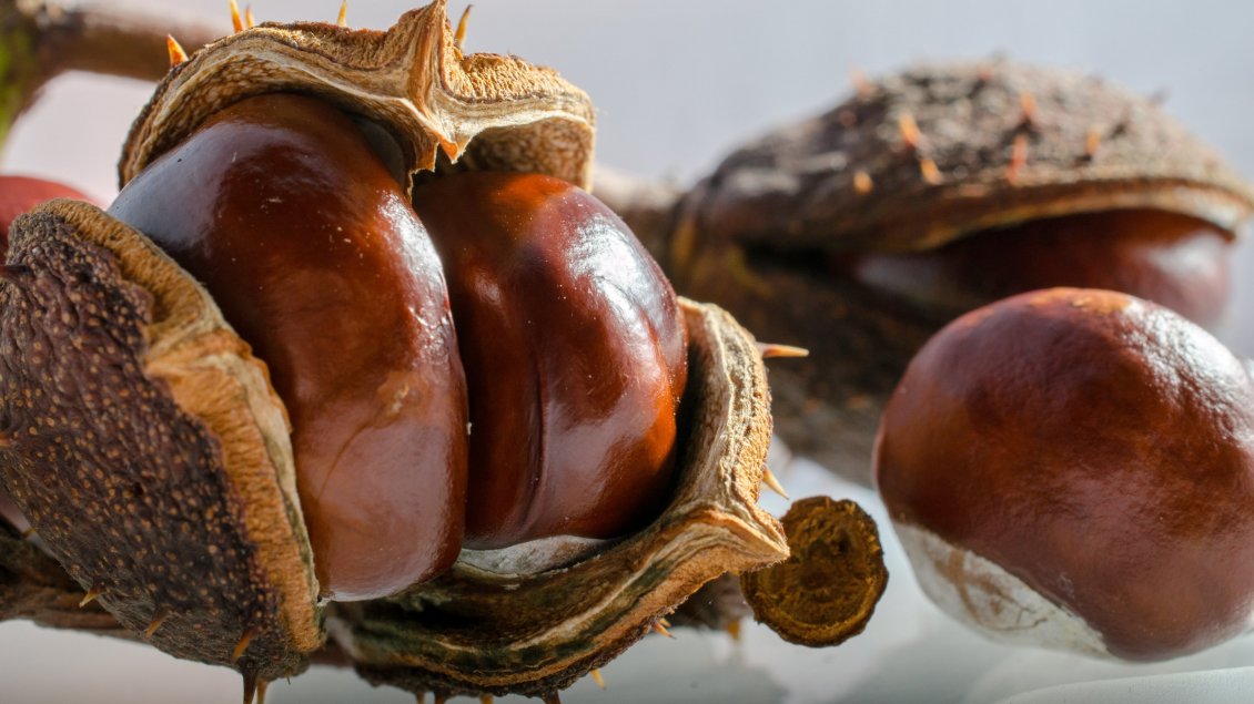 Download Wallpaper Big delicious chestnuts - autumn fruits