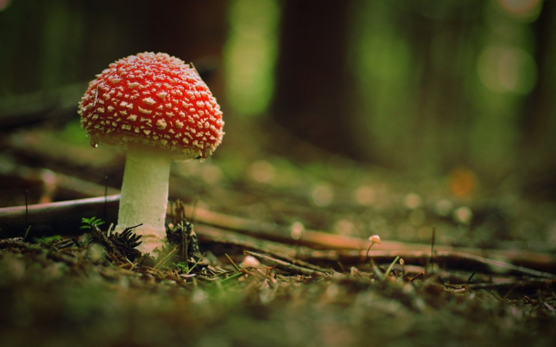 Download Wallpaper Beautiful poison mushroom in the woods