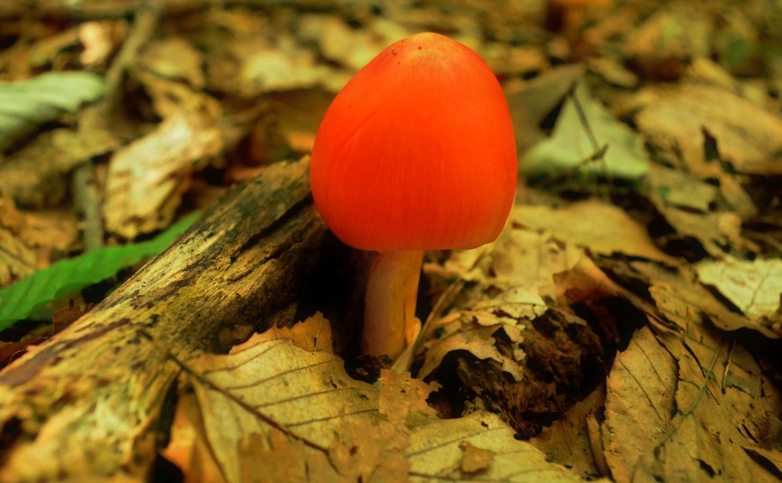 Download Wallpaper Tiny orange mushroom under the forest leaves