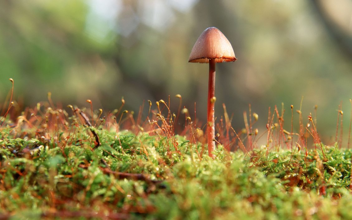 Download Wallpaper Good morning beautiful nature - one mushroom in the grass