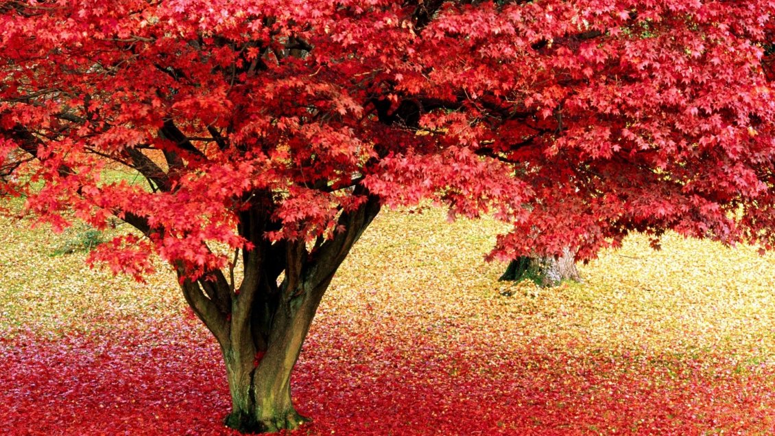 Download Wallpaper Beautiful carpet of autumn flowers - HD wallpaper
