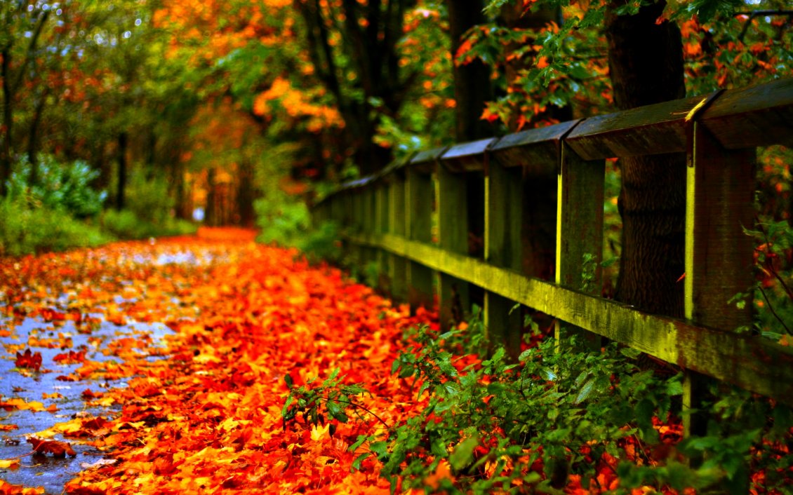 Download Wallpaper Carpet of autumn leaves in th park - HD wallpaper