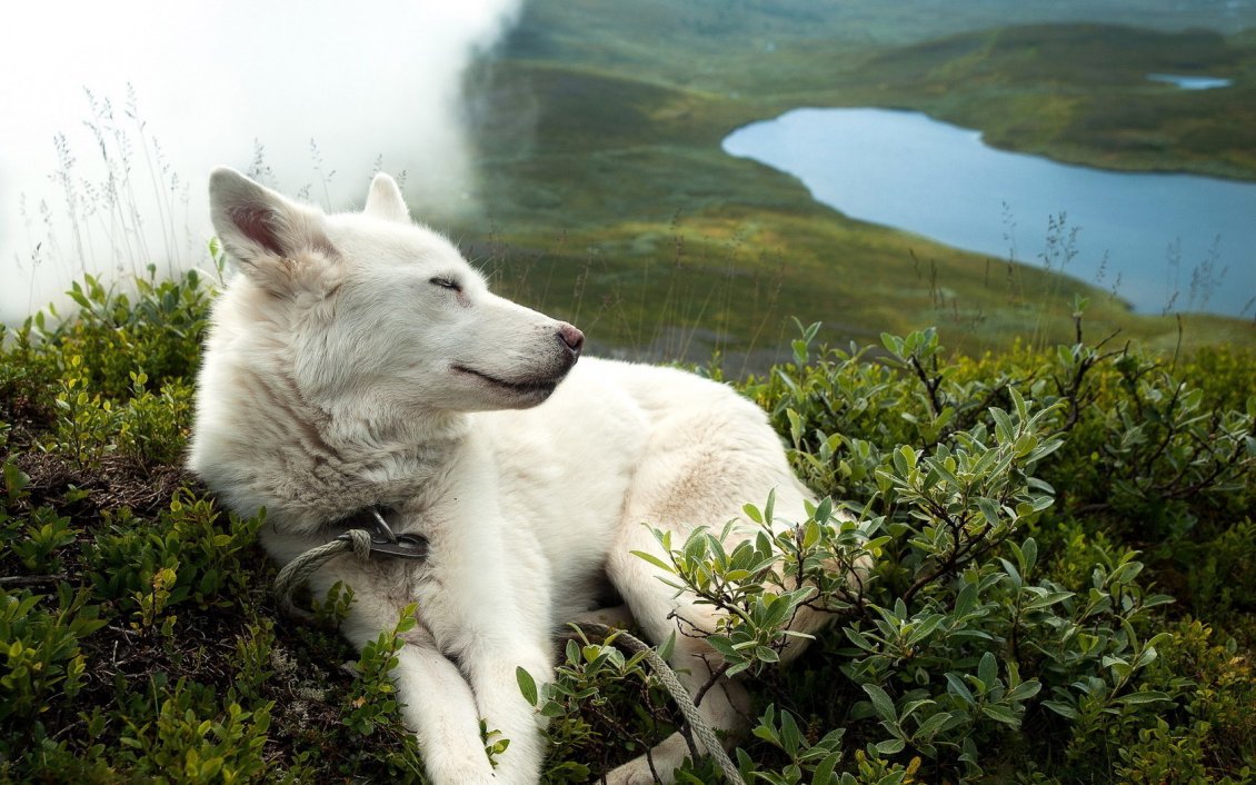 Download Wallpaper White dog sleeps in the green grass on a hill