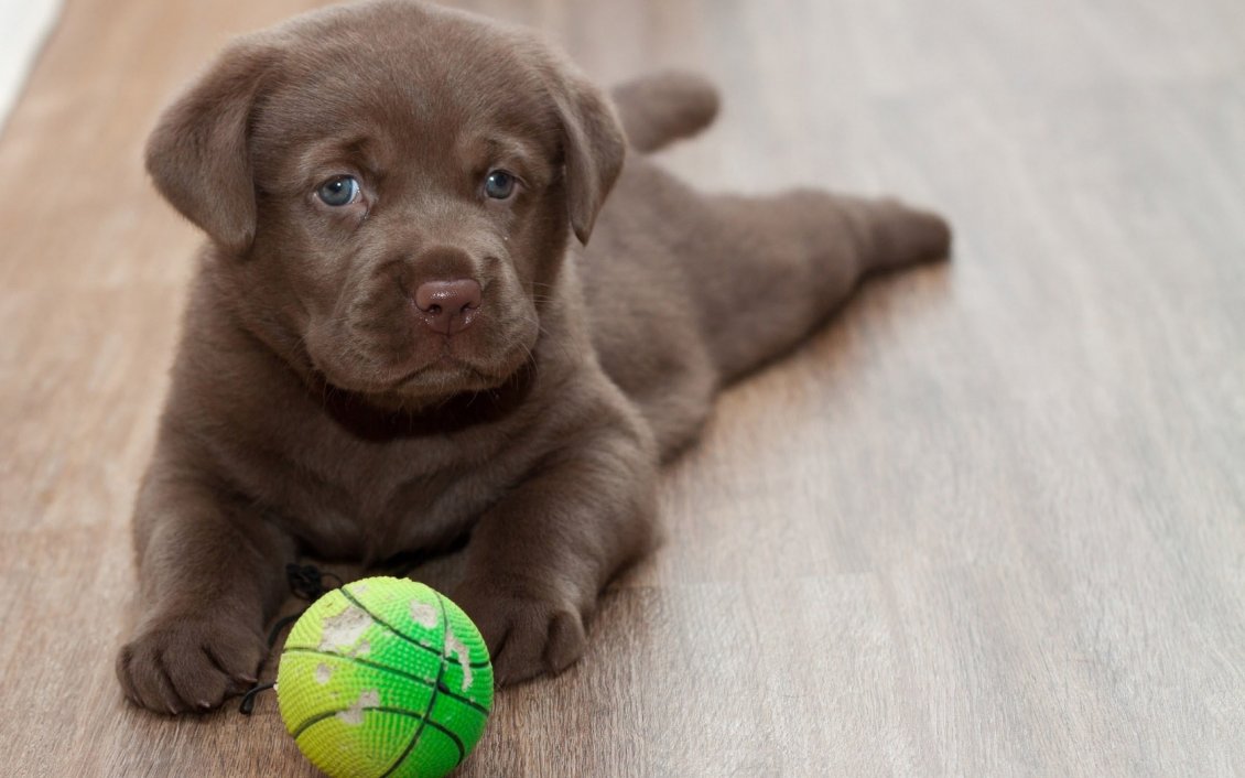 Download Wallpaper A cute brown Labrador on floor with his toy