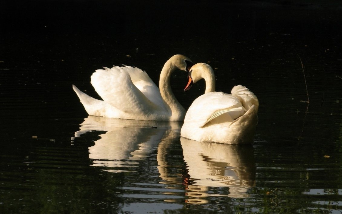 Download Wallpaper Two swans on the lake in the sunlight